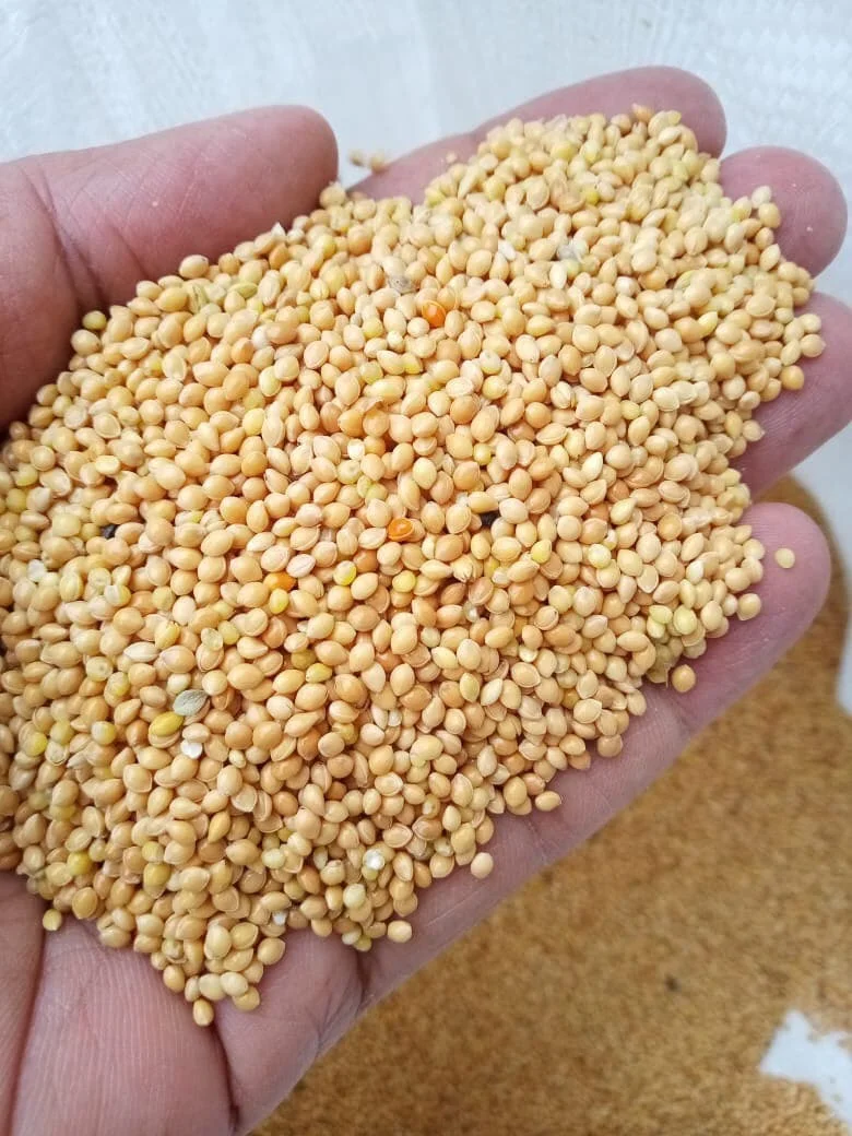 Yellow Millet Broom Corn Millet For Bird Feed Buy Yellow Millet,Millet Bird Food,Millet Seed