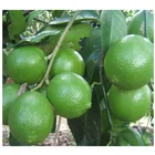Vietnam New Crop 2022 Cheap Fresh Seedless Lime Citrus / Jennie (+84 358485581)