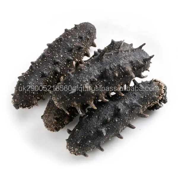 sea cucumber.jpg