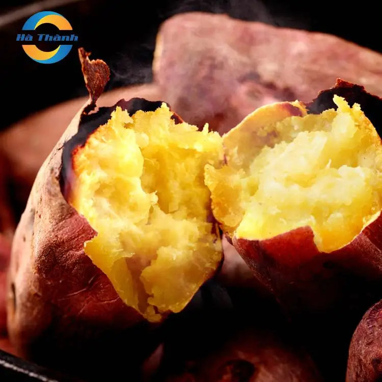 fruit food wholesale best quality egypt vietnam red sweet potato