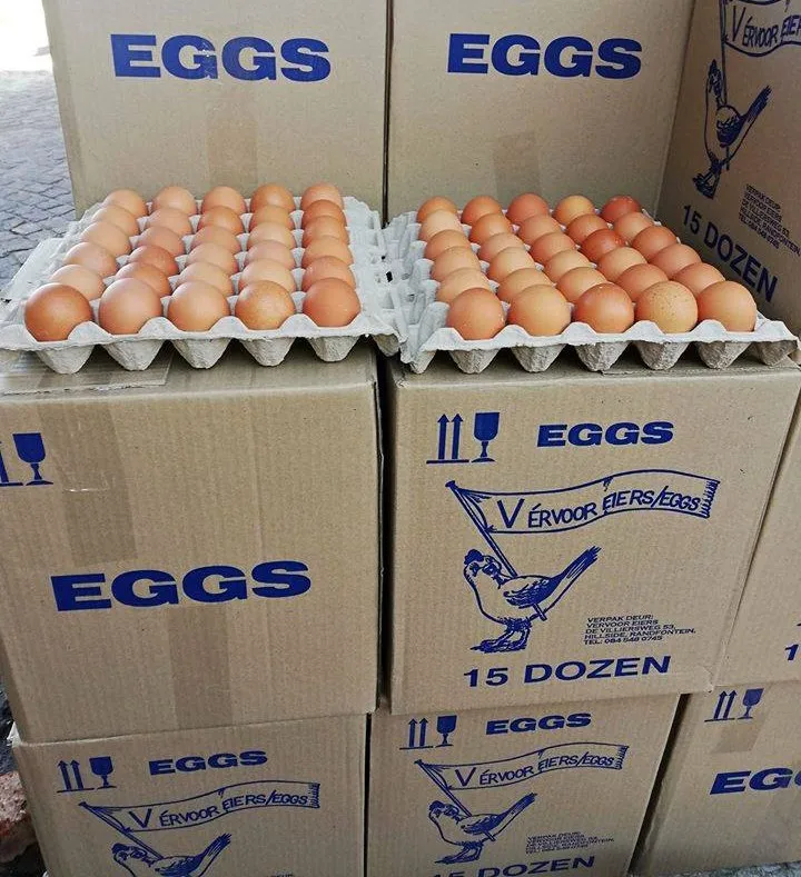 Fresh Chicken Eggs/ Fresh Farm Chicken Table Eggs/fresh Chicken