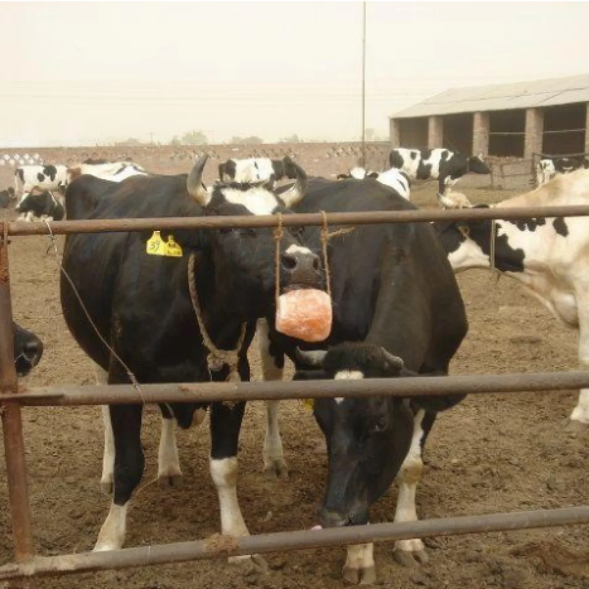 ГИМАЛАЙСКАЯ СОЛЬ, лижущий цилиндр, соль, лижущий корм, минеральный камень, 11 фунтов