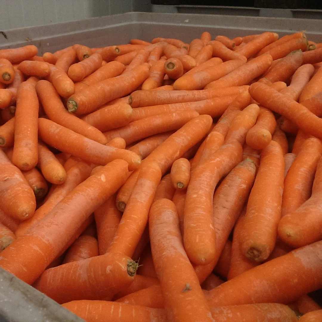 Включи морковь про новый. Морковь новый урожай. Морковь оптом. Морковь св3118. Морковь мытая.