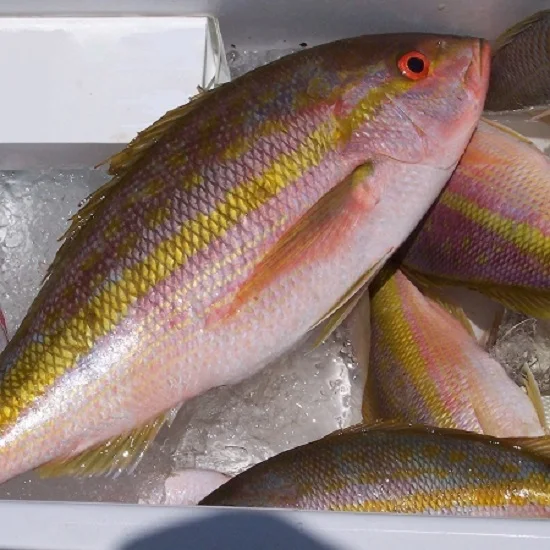 frozen yellowtail fish - buy frozen whole fish