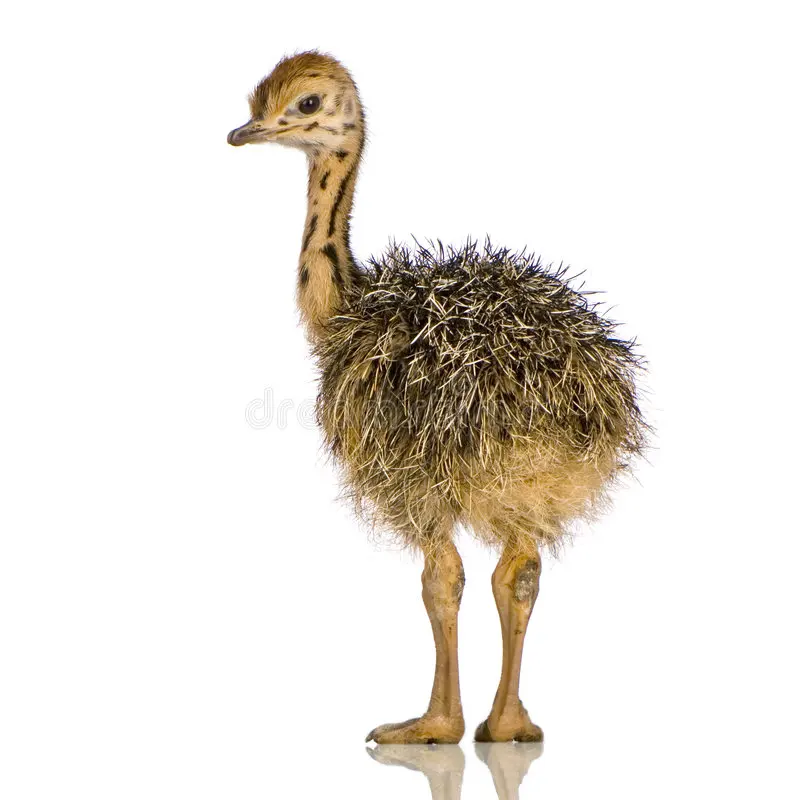 Live healthy Ostrich Chicks for sale