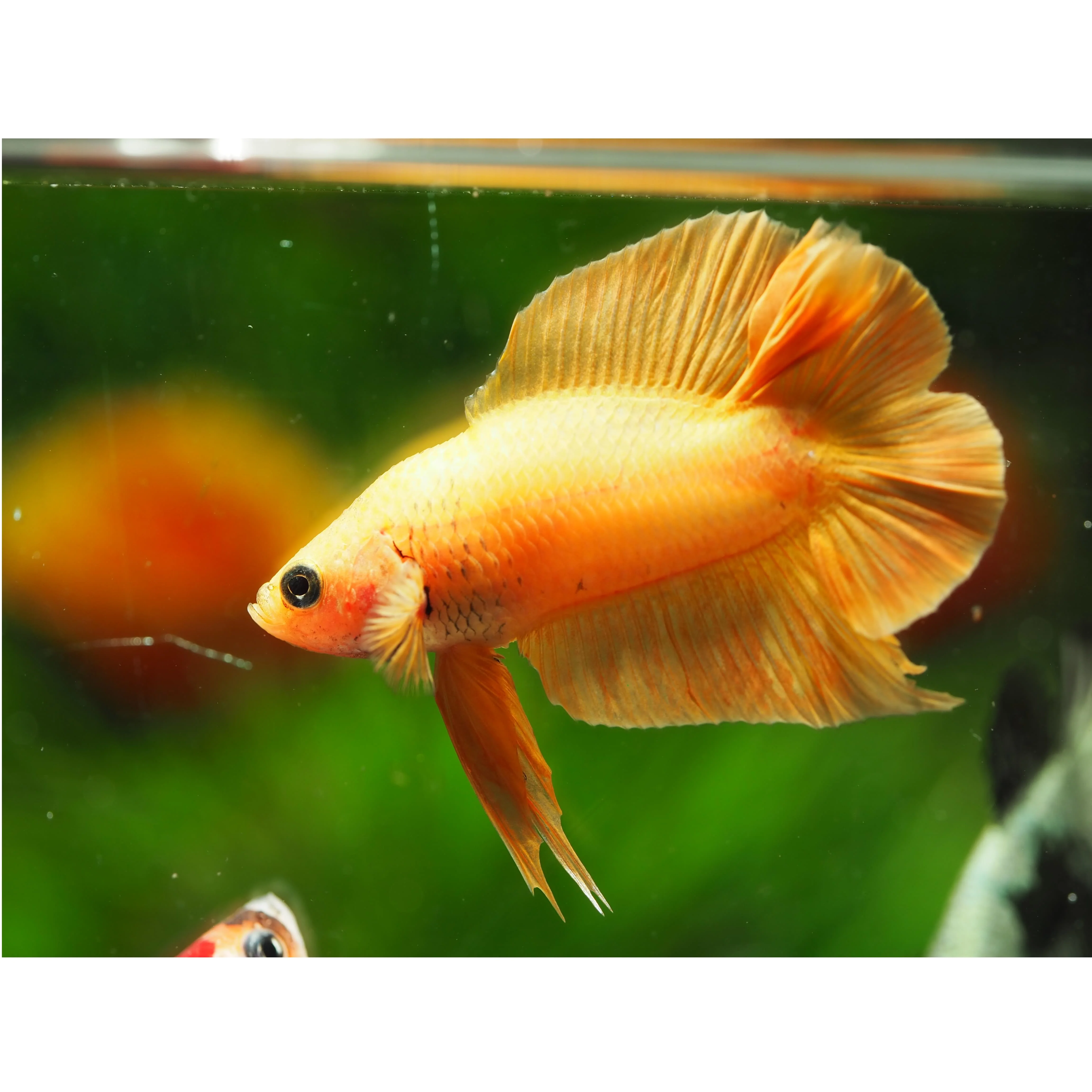 ダブルテールプラカットベッタ ペットの一般的なカラフルなシャムベッタタイベッタフィッシュ Buy タイベタの魚 ベタの魚 ライブベタ魚販売 Product On Alibaba Com