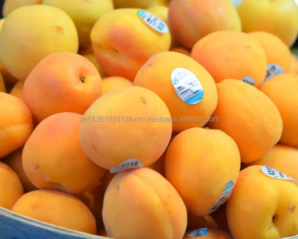 APRICOTS 1.jpg