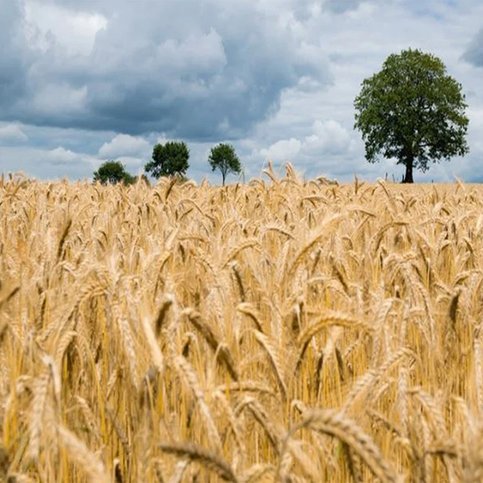 Wheat (3).jpg