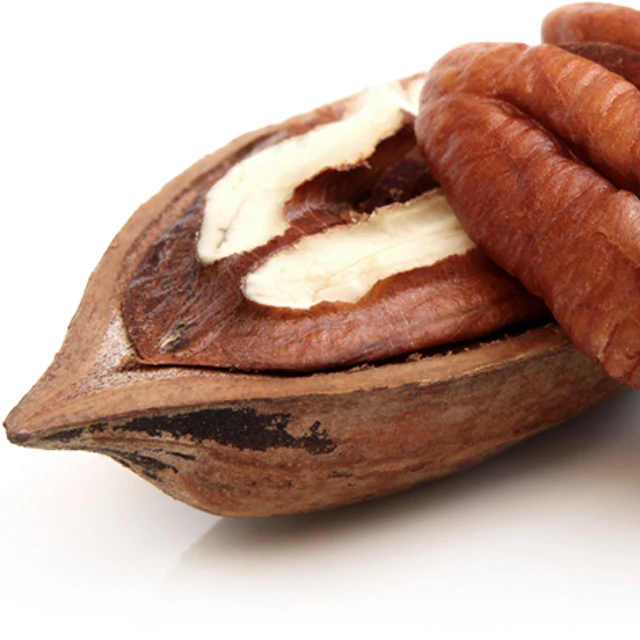 pecan nuts high quality grade raw organic fresh crop of pecan
