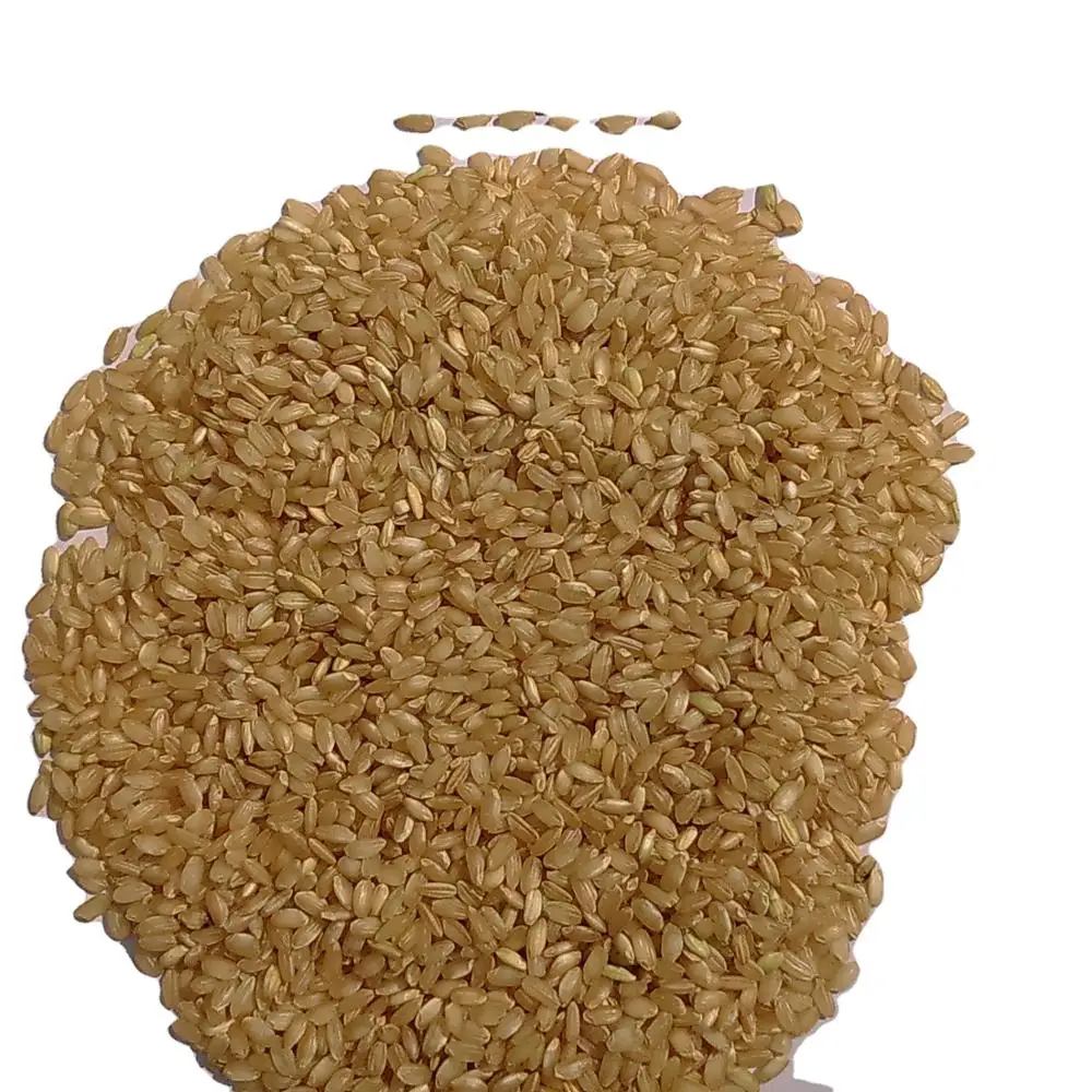 优质圆粒糙米 - buy medium grain brown rice,cargo rice,brown rice