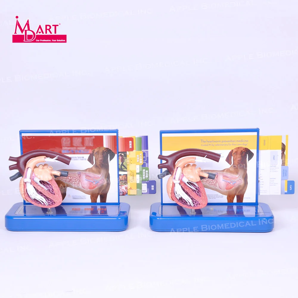 
 Ветеринарная модель для лечения сердечных заболеваний с паразитами и здоровым сердцем  