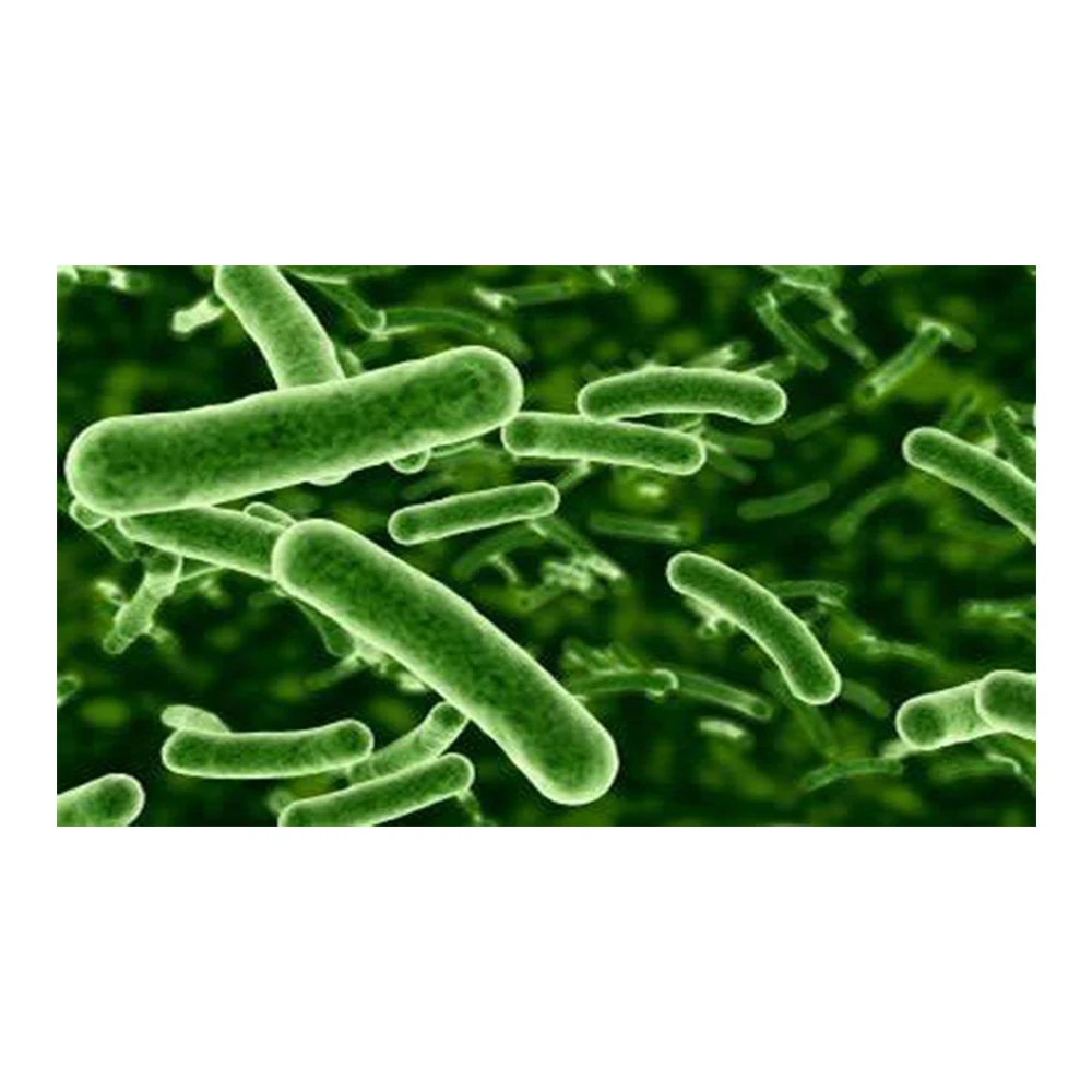 factory sale good quality lactobacillus rhamnosus probiotics