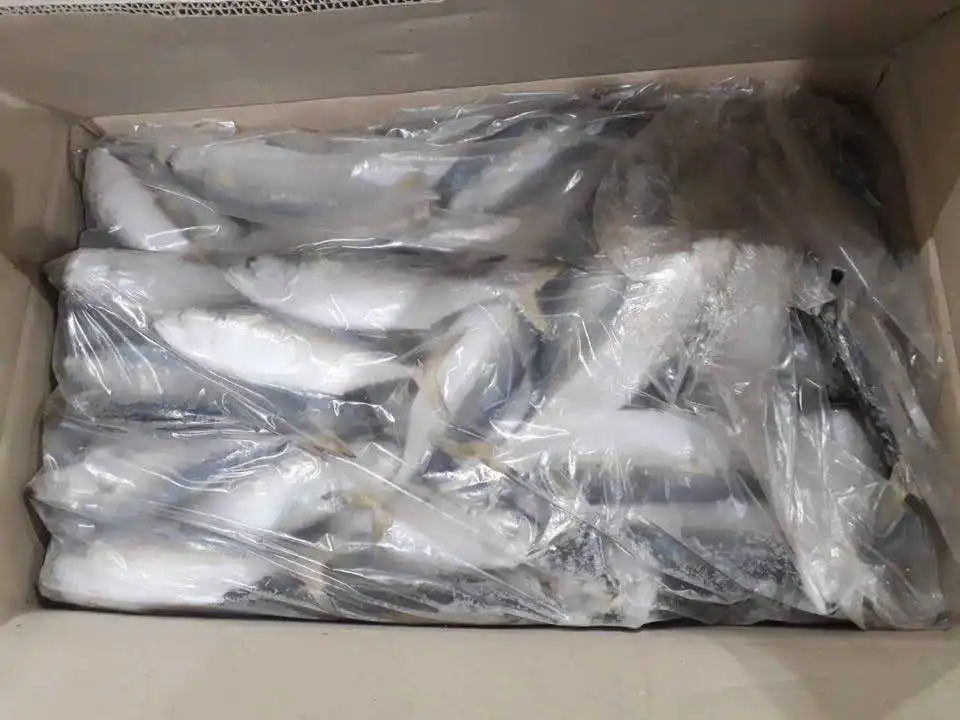 Mackerel Fish Fresh Atlantic Pacific Mackerel Sea Frozen Deep Sea