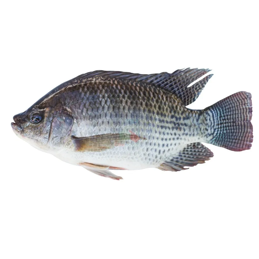 рыба тилапия фото живой рыбы