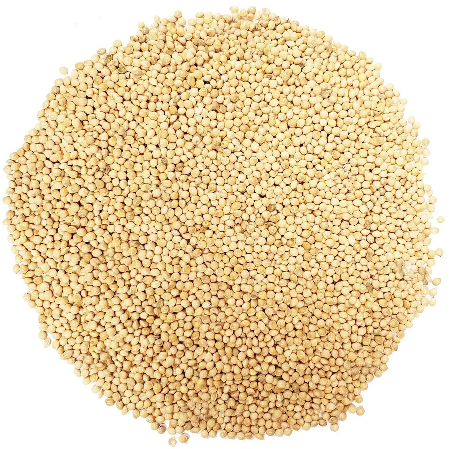 white pearl millet