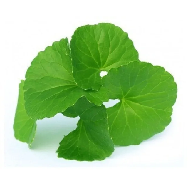 vision gotu kola