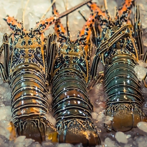 Frozen-Lobster.jpg