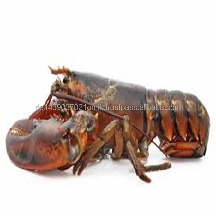 LOBSTERS  (25).jpg