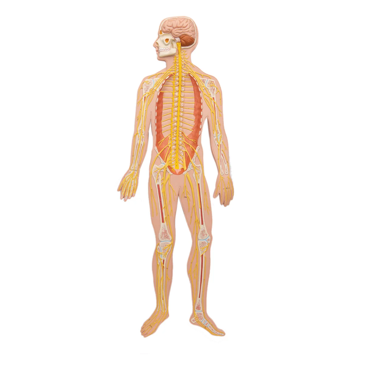 Human Anatomy Nervous Model Student Educational Teaching Biology Human