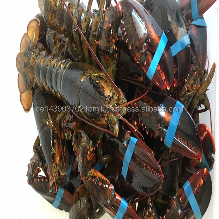 LOBSTERS  (21).jpg