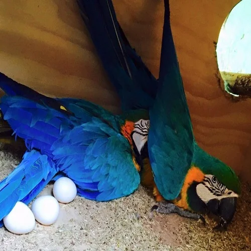 Hatching Parrot Eggs For Sale