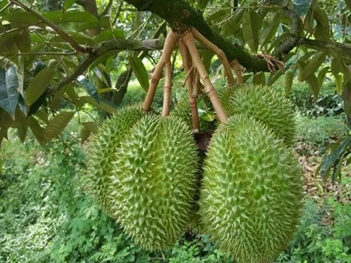 Fresh Durian Best Quality from Vietnam 2020 - Frozen Durians Cheap Price High Quality from Supplier