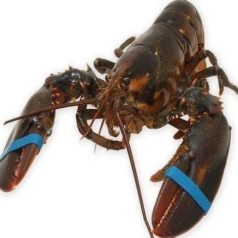 Lobsters.jpg