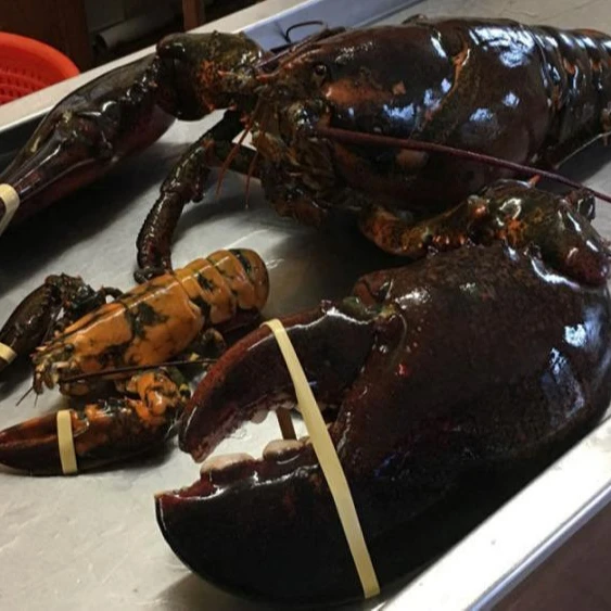 Seafood,Lobster Tails,Whole Boston Lobster,Frozen Lobster Buy Live
