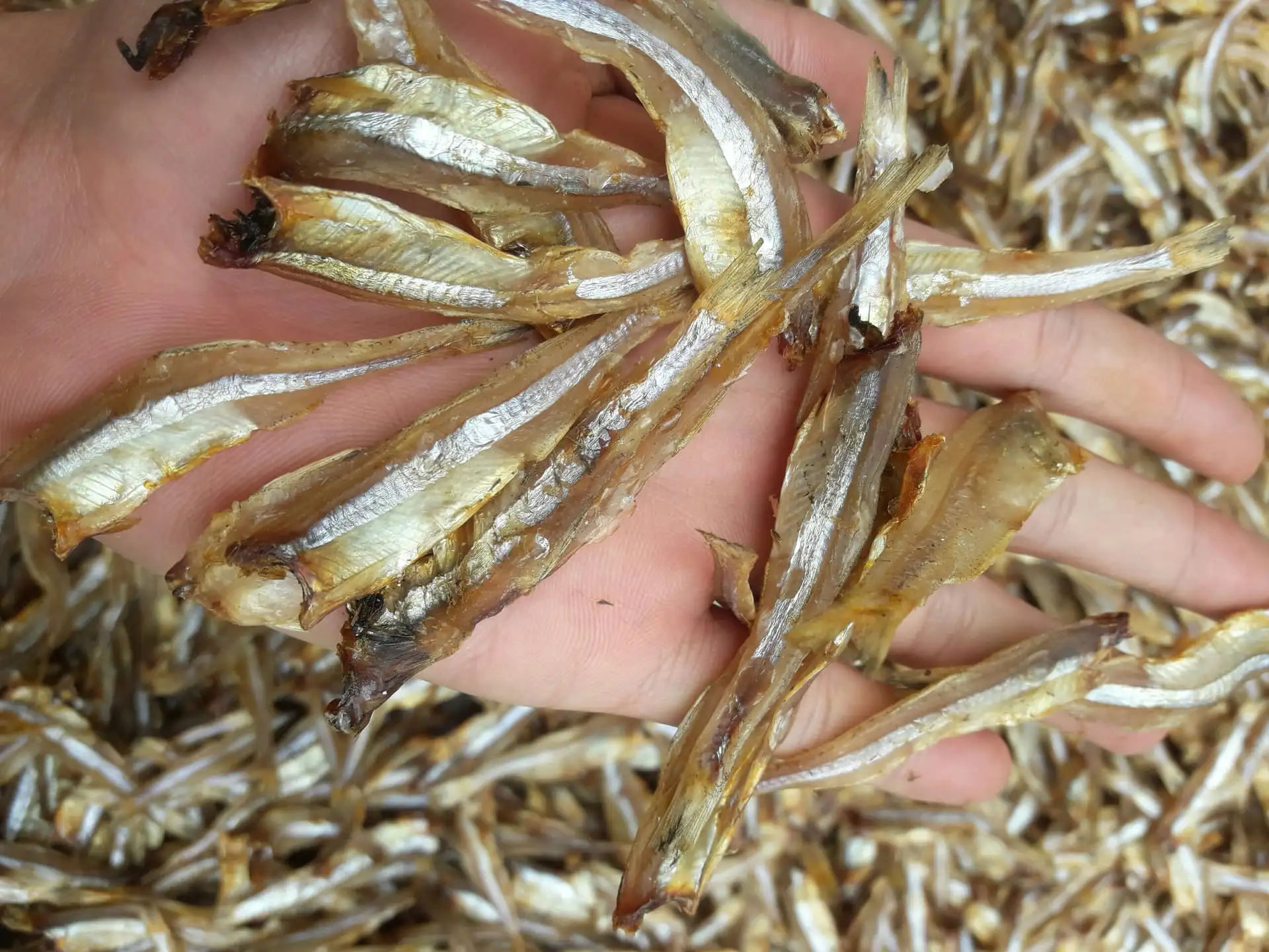 Factory Price Dried Anchovies Anchovies Dog Treat High Quality