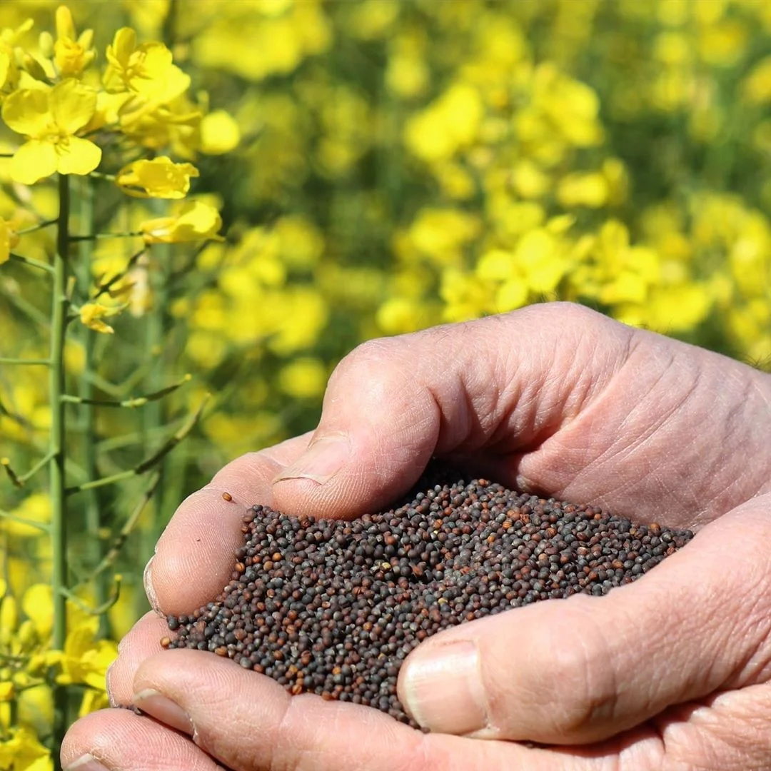 Top Quality Canola Seeds On Sale