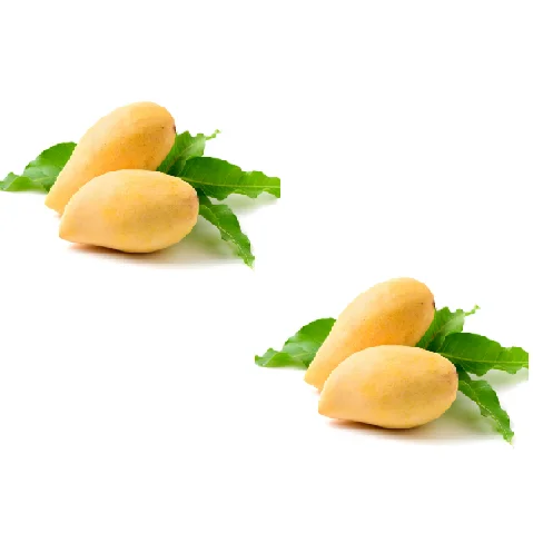 80 to 90% maturity from vietnam fresh organic mango fruit yellow