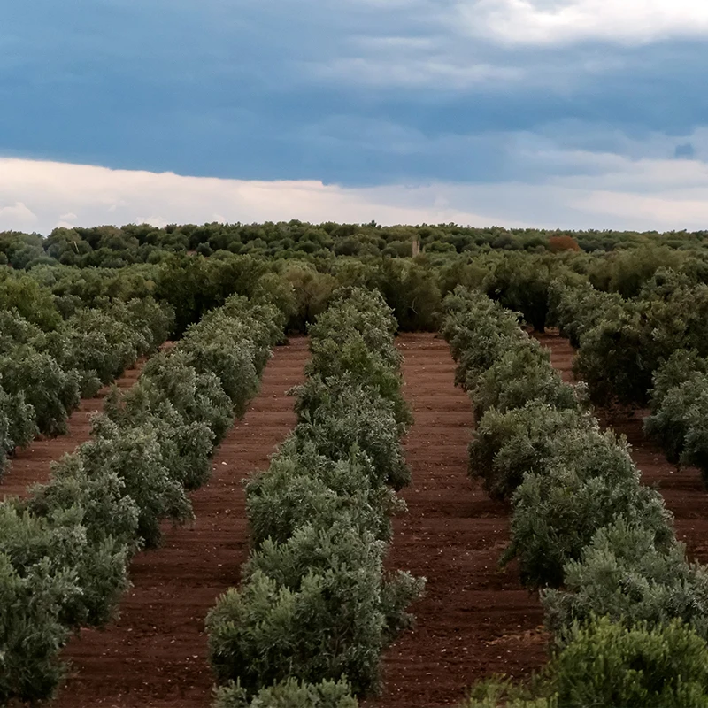 
 Итальянское апулианское сухое гинди-пуглие оливковое масло 50 cl ручной работы готовое к отправке  