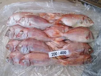 热销天然红鲷鱼 Buy 白鲑鱼鱼 冷冻梭子鱼 红龙鱼product On Alibaba Com