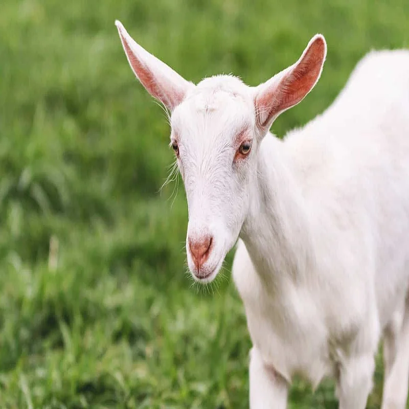 saanen goat ,,.jpg