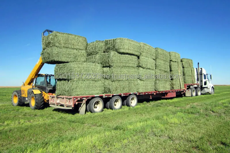 Cheap Alfalfa Hay Bays / Alfafa Pellets Best Research Alfafa Hay Cattle