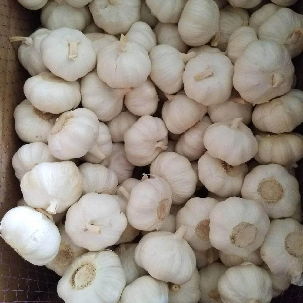 Garlic 2021 Crop For Ell Dehydrated Garlic,Fresh Garlic,Garlic Clove