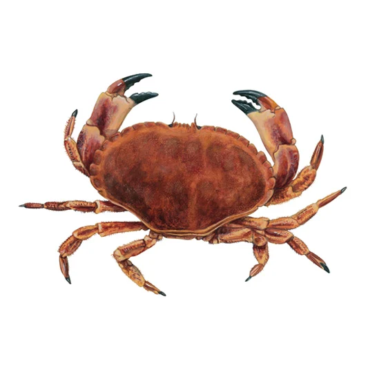 frozen blue swimming crab - new landing 2020 - full meat - buy
