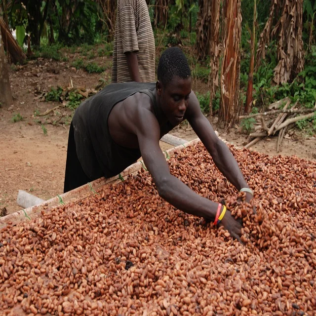 Cocoa Beans for Sale. Brown Color
