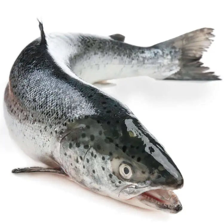 whole scottish salmon (sashimi grade, skin on, scaled & gutted)