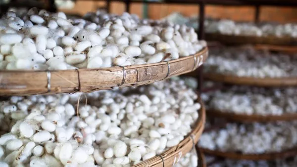 100 Cocons De Ver à Soie Naturels - Pour Gommage Facial Et Soins De La Peau - Neuf