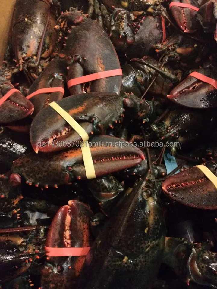 lobster.jpg