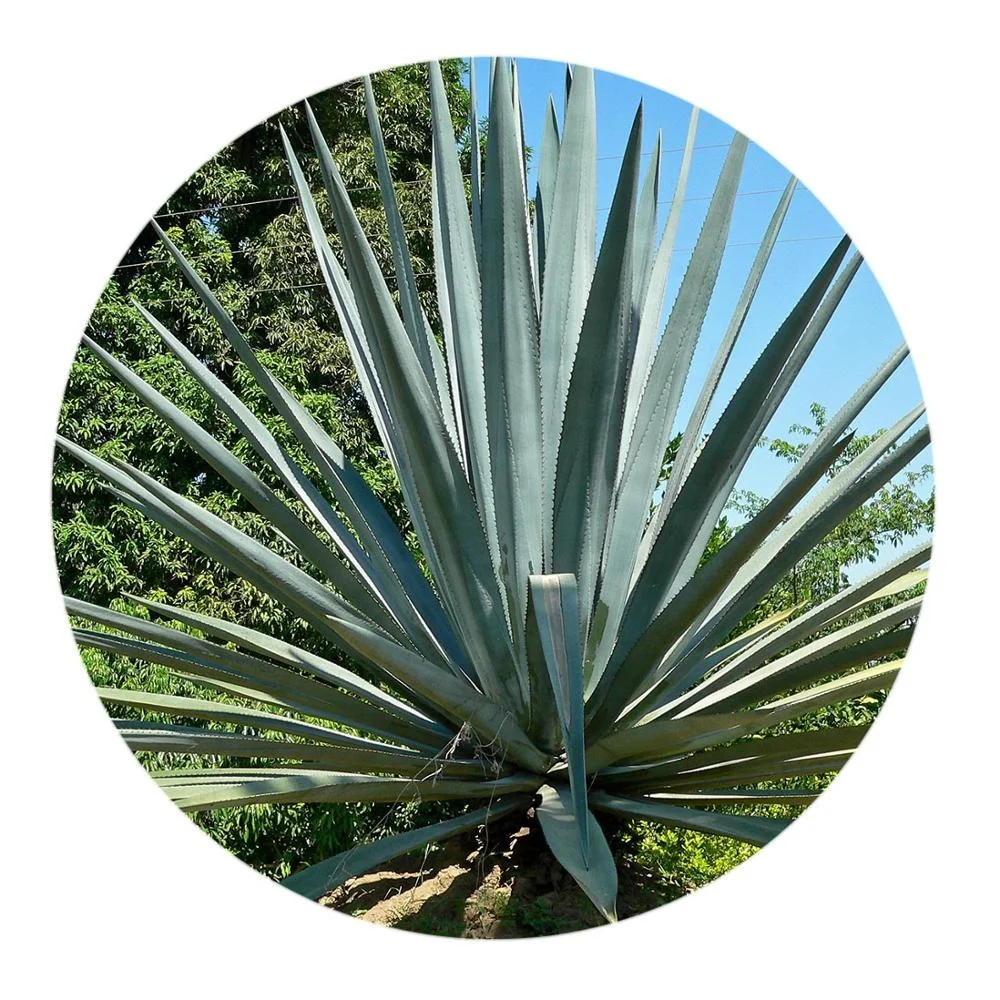 オーガニックアガベシロップ バルク プレミアム品質 Buy 有機リュウゼツランシロップ リュウゼツランシロップ 有機リュウゼツラン Product On Alibaba Com