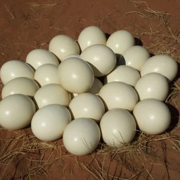 fertile ostrich hatching eggs for sale