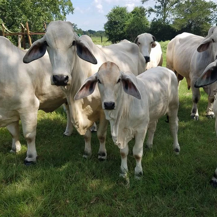 100 Pregnant Bons Mara Cattle Brahman Cattle Buy Brahman Cattle Live Brahman Cattle Common Livestock And Poultry Feed Product On Alibaba Com