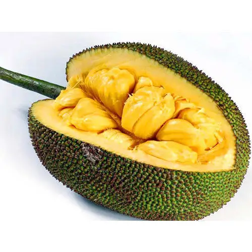 100% pure organic with cheap price jackfruit from viet nam