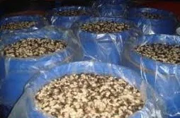 Соленые соломинки грибы-продажи-Vivian Ha + 84 33 88 20 462