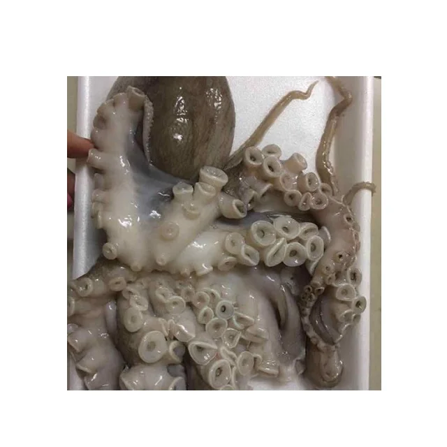 Poulpe Gel De M De Haute Qualite Pieuvre Pour Bebes De L Europe La Coree Le Japon Les Etats Unis Du Vietnam Bon Marche Buy Octopus Prix De Poulpe Frais Poulpes Congeles En Peluche Poulpe Recif Octopus Poulpes Congeles Bebe