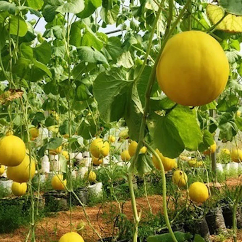 fresh canary melon high quality made in vietnam yellow melon