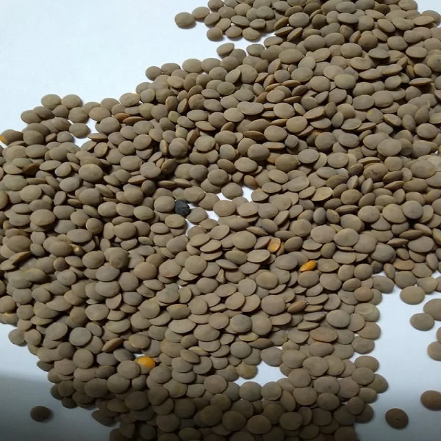 canadian Red whole lentils.jpg