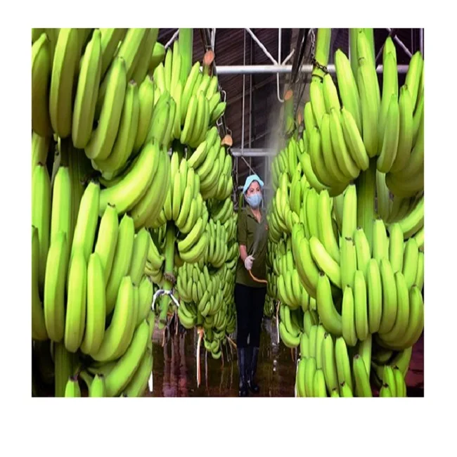 Банан Кавендиш генетика. Картинки компаний продажи бананов. Продаю бананы. Дизайн для прадать.банани. Бананы продаю шучу